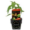 125mm Capsicum Candy Cane - Capsicum annuum - Floriana Fresh Start Range