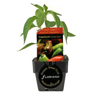 125mm Capsicum Candy Cane - Capsicum annuum - Floriana Fresh Start Range