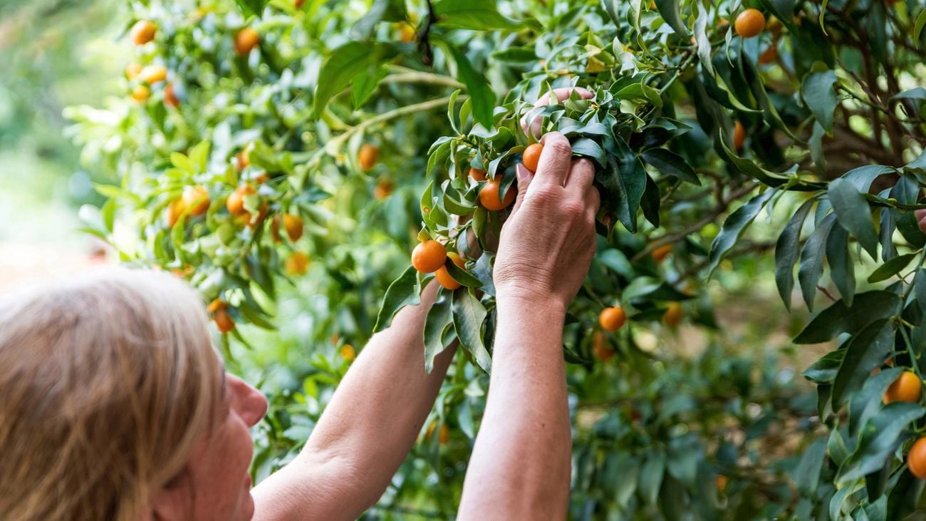 A close up of two hands picking cumquats from the branch of a fruit tree.