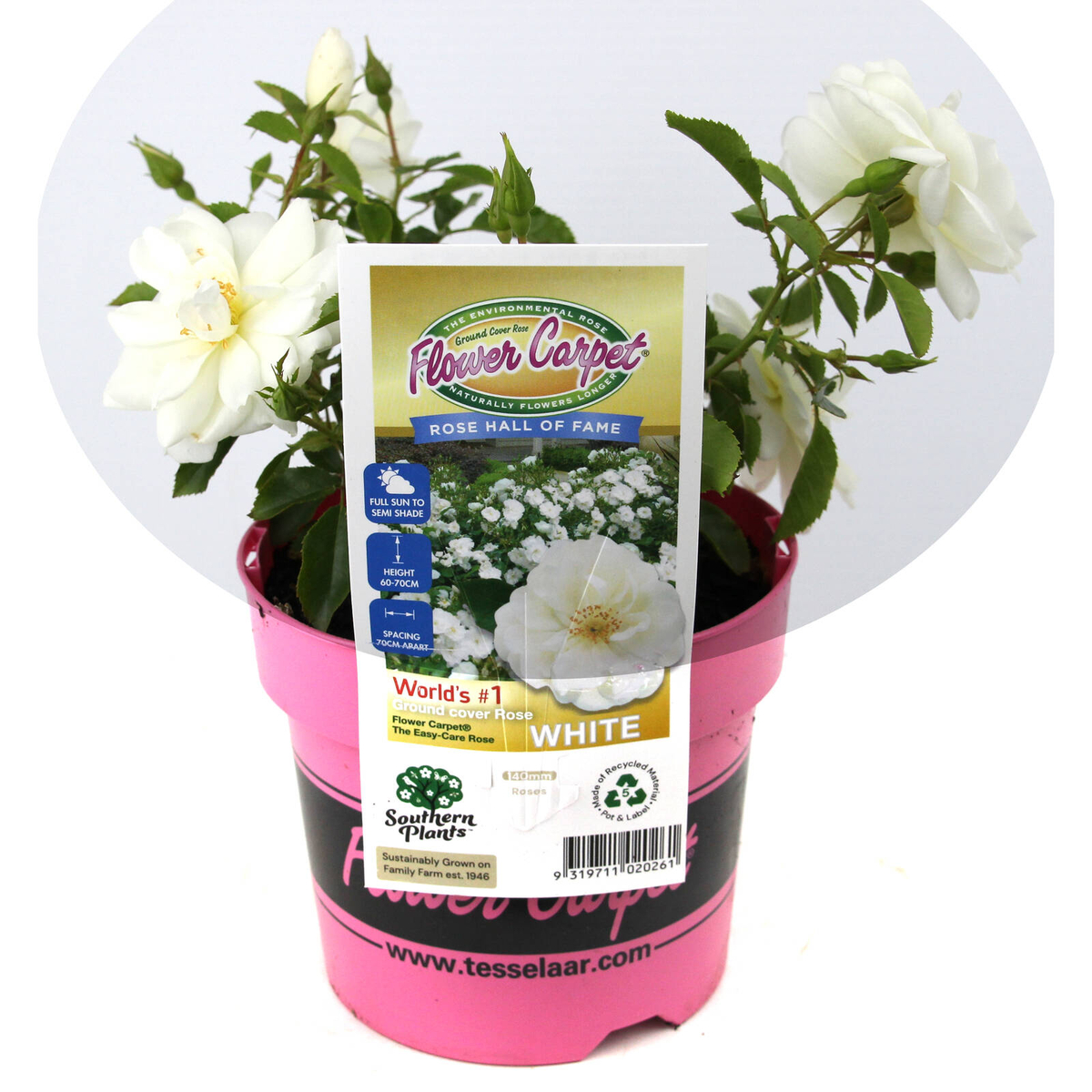 140mm Rose Flower Carpet White - Rose var. Noaschnee - Bunnings Australia