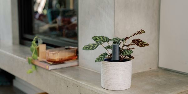 Willow product in pot plant