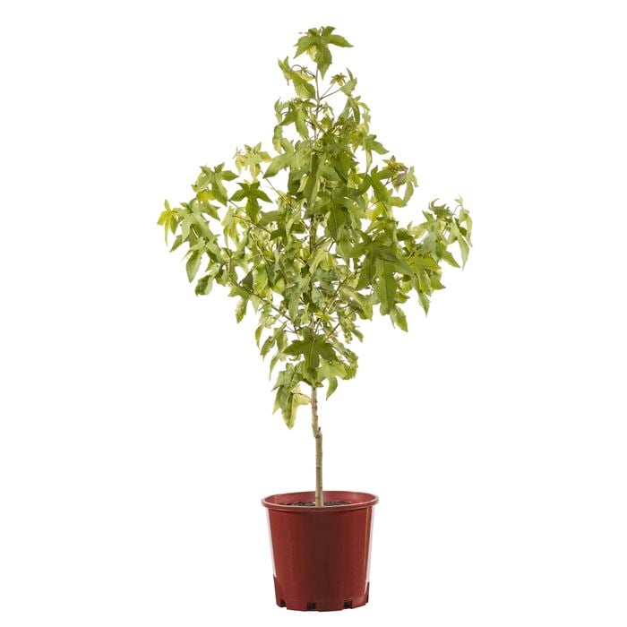 200mm American Sweetgum - Liquidambar styraciflua