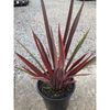250mm Phormium Guardsman - Phormium tenax Guardsman