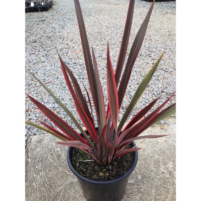 250mm Phormium Guardsman - Phormium tenax Guardsman