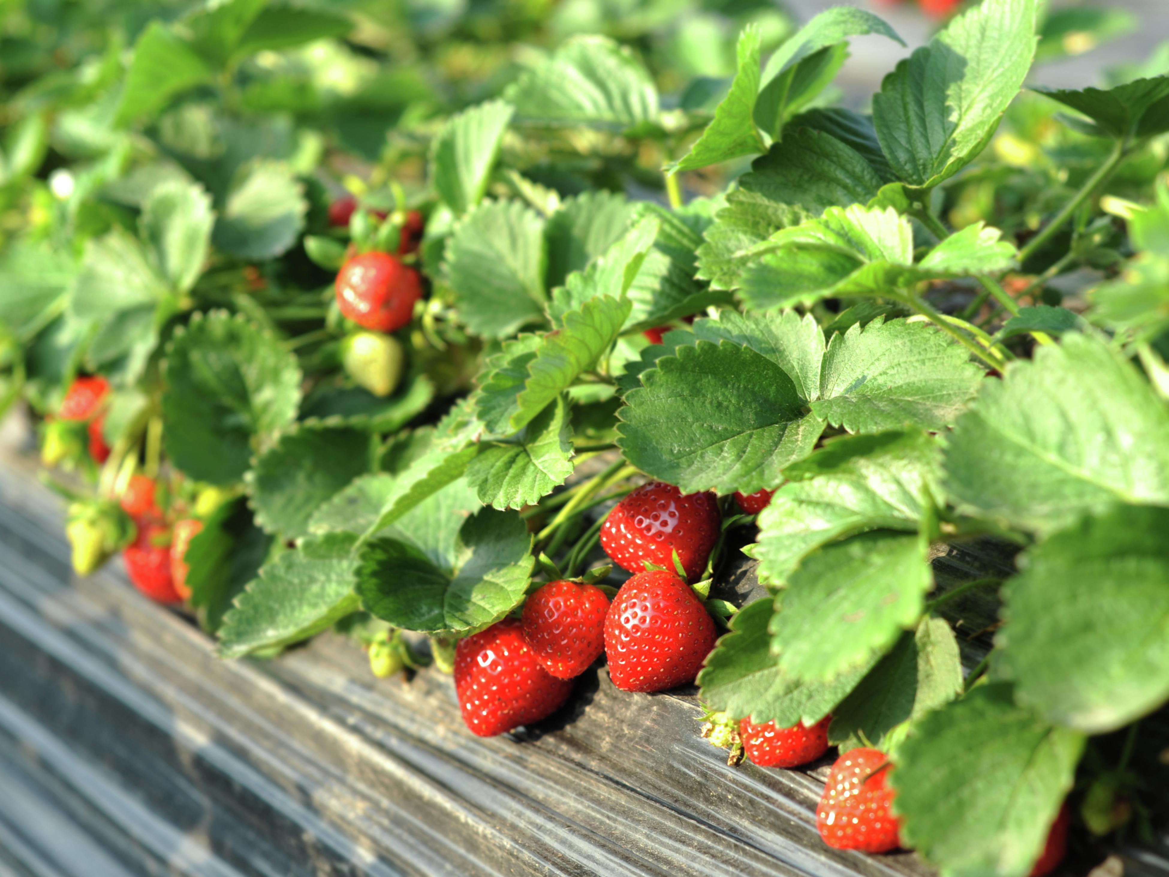 Soil Preparation For Strawberries How To Grow Strawberries