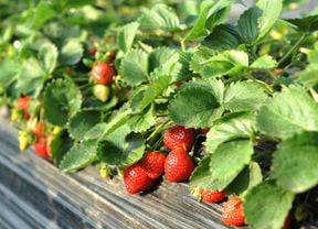 A strawberry plant with strawberries.