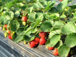Strawberries - Medium