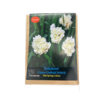 Yarra Valley Bulbs Daffodil Erlicheer Bulbs - 6 Pack