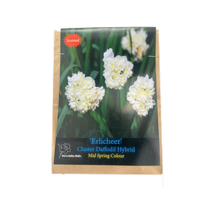 Yarra Valley Bulbs Daffodil Erlicheer Bulbs - 6 Pack