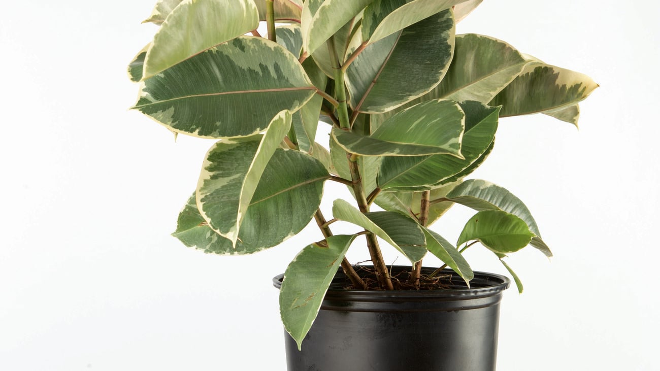 A rubber plant sits in a black pot with green and pink leaves