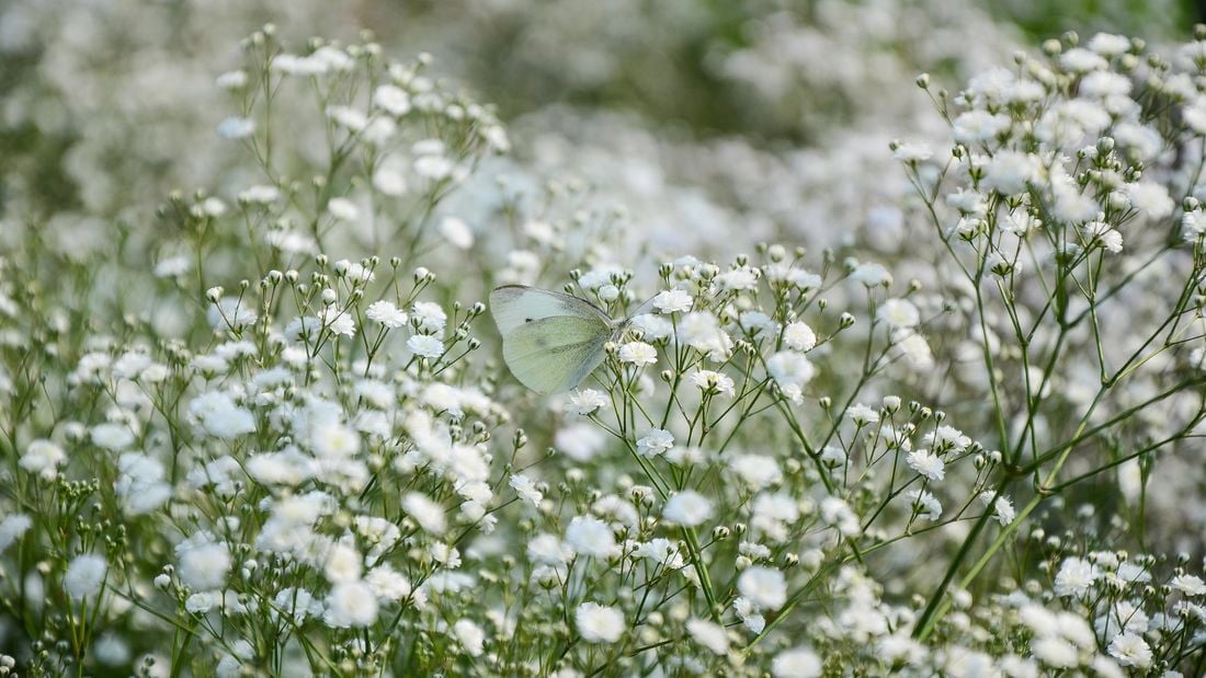 White flowers of baby's breath growing in a garden