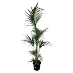 300mm Kentia Palm - Howea Forsteriana