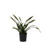140mm Phormium Apple Green - Phormium tenax 'Apple Green'
