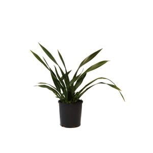 140mm Phormium Apple Green - Phormium tenax 'Apple Green'