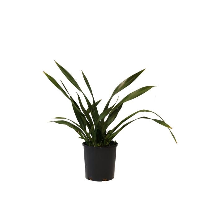 140mm Phormium Apple Green - Phormium tenax 'Apple Green'