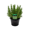 180mm Rosemary Common - Rosmarinus officinalis