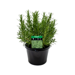 180mm Rosemary Common - Rosmarinus officinalis