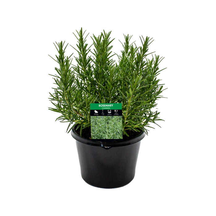 180mm Rosemary Common - Rosmarinus officinalis