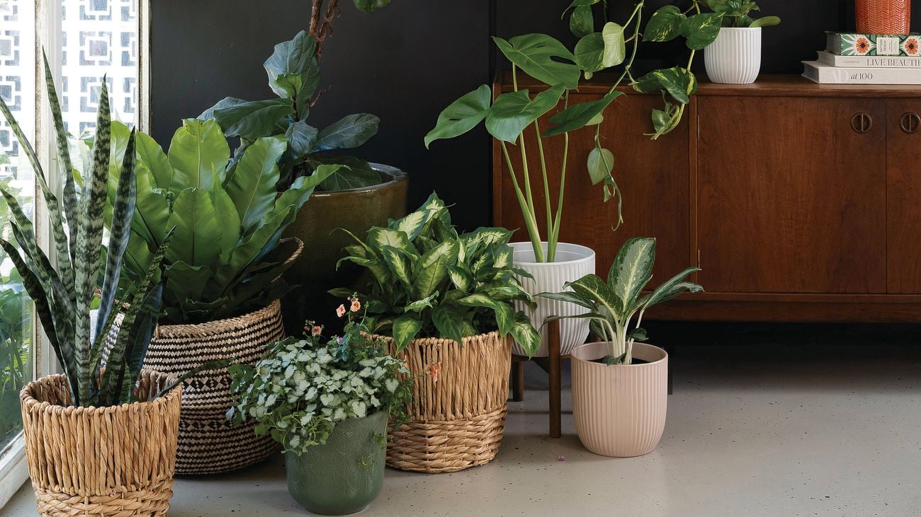 Variety of pots filled with different green plants, against a dark background.
