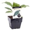 100mm Kale Tuscan Nero - Brassica oleracea sp