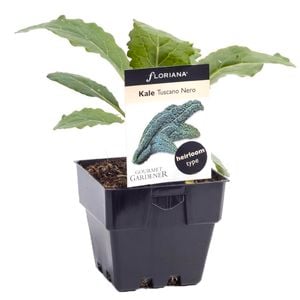 100mm Kale Tuscan Nero - Brassica oleracea sp