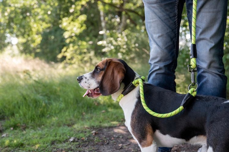 Dog in a yellow lead.