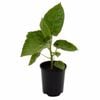 140mm Tamarillo - Cyphomandra