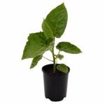 140mm Tamarillo - Cyphomandra