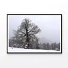 Oak Tree with Forest Scenery  Print 100% Australian Made 90x60cm  (Poster)