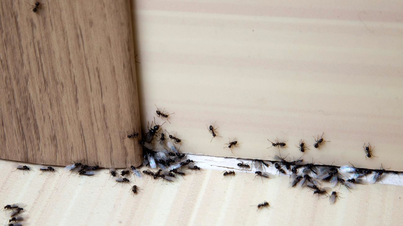 Ants on a tiled floor indoors