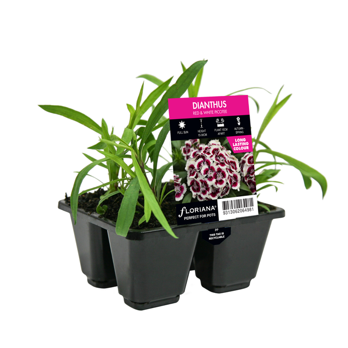 4 Cell Dianthus Red & White Picotee - Dianthus barbatus