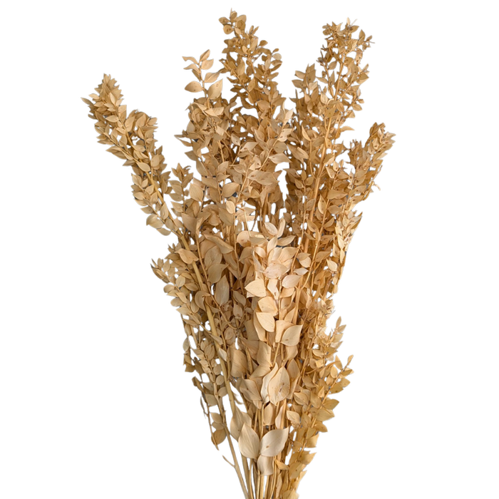 Blooms of Joy 60cm Sand Ruscus 10 Pack Preserved