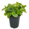 180mm Radiator Plant - Peperomia magnoliifolia Green And Gold
