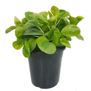 180mm Radiator Plant - Peperomia magnoliifolia Green And Gold
