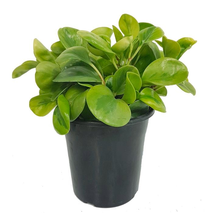 180mm Radiator Plant - Peperomia magnoliifolia Green And Gold