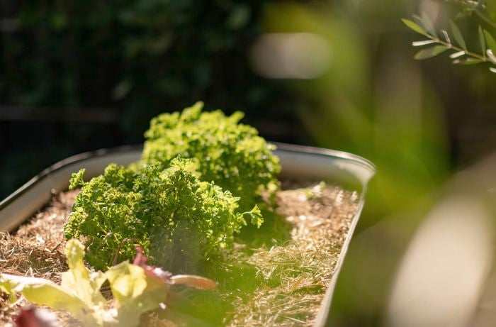 Garden bed with thriving parsley