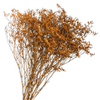 Blooms Of Joy 70cm Orange Limonium Flowers