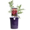 140mm Clianthus Crazy Cool Scarlet