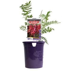 140mm Clianthus Crazy Cool Scarlet