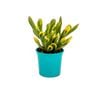105mm Bright and Easy - Crassula Ovata Red Coral