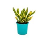 105mm Bright and Easy - Crassula Ovata Red Coral