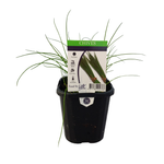 95mm Chives - Allium schoenoprasum