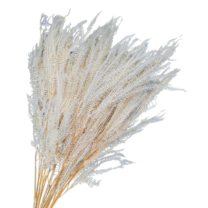 Blooms Of Joy 60cm White Helecho Fern