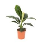 240mm Peace Lily - Spathiphyllum