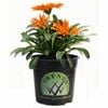14cm Gazania Arizona Sun - Gazania linearis
