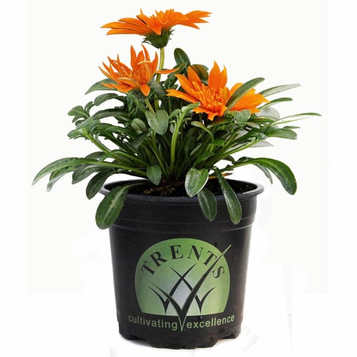 14cm Gazania Arizona Sun - Gazania linearis