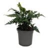 120mm Autumn Fern - Dryopteris erythrosora