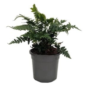 120mm Autumn Fern - Dryopteris erythrosora