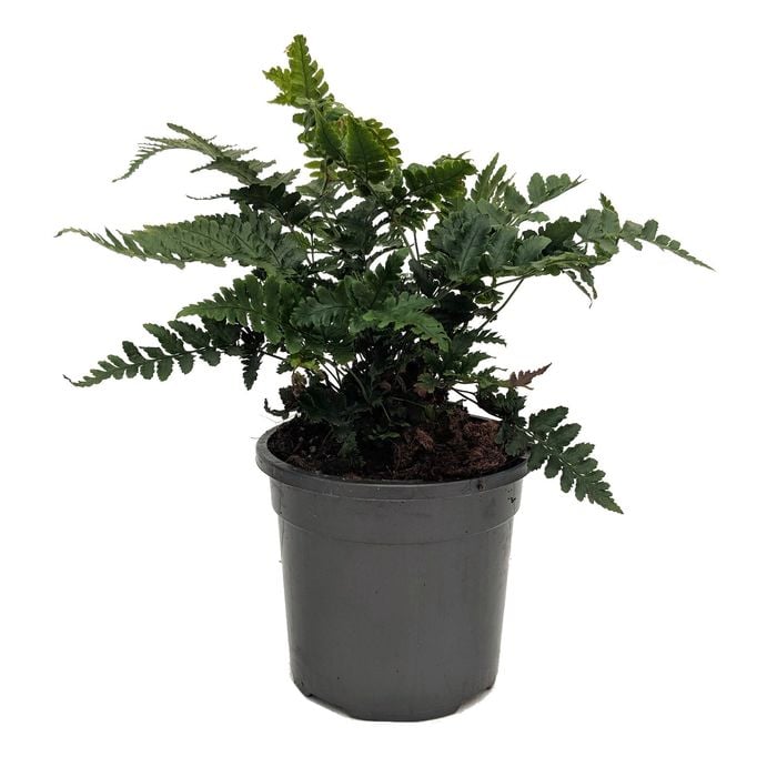 120mm Autumn Fern - Dryopteris erythrosora