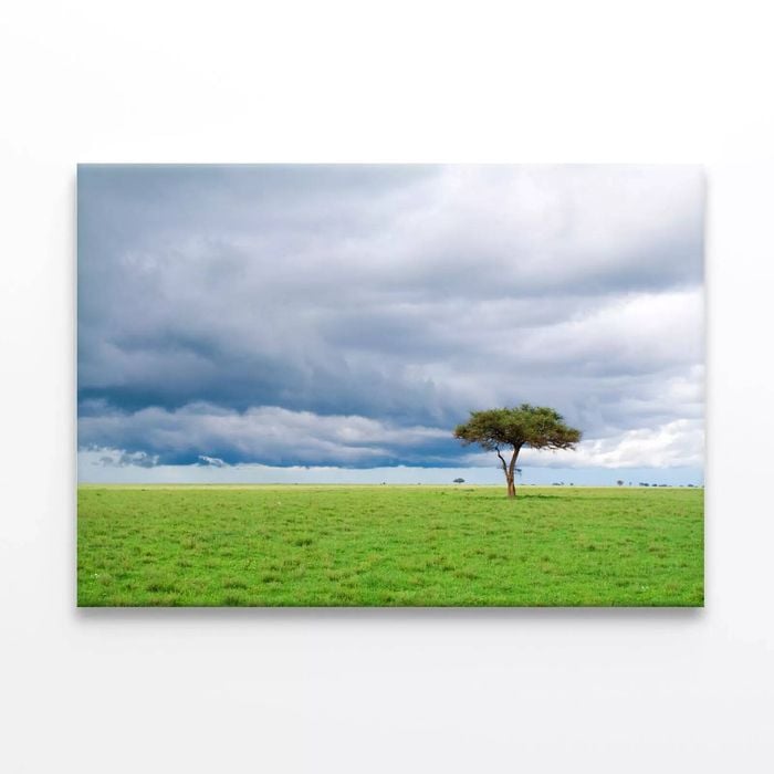 Tree Green Grassland in Savanna  Print 100% Australian Made 75 x 50cm  (Stretched)